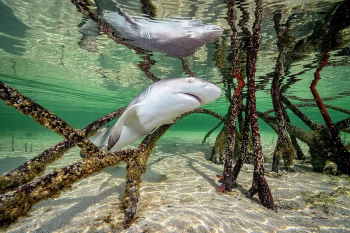 Framed Print : Lemon shark (Negaprion brevirostris) pup swimming through roots of Red mangrove tree (Rhizophora mangle), Eleuthera, Bahamas, Caribbean Sea Framed Print : Lemon shark (Negaprion brevirostris) pup swimming through roots of Red mangrove tree (Rhizophora mangle), Eleuthera, Bahamas, Caribbean Sea