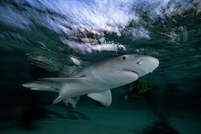 Framed Print : Two Lemon shark (Negaprion brevirostris) pups in a mangrove nursery, Eleuthera, Bahamas, Caribbean Sea Framed Print : Two Lemon shark (Negaprion brevirostris) pups in a mangrove nursery, Eleuthera, Bahamas, Caribbean Sea
