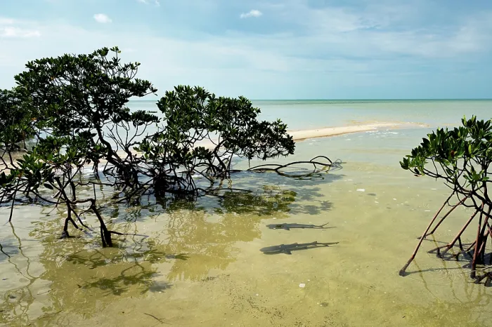 Framed Print : Two Lemon shark (Negaprion brevirostris) pups sheltering in a mangrove creek at low tide, Eleuthera, Bahamas, Caribbean Sea Framed Print : Two Lemon shark (Negaprion brevirostris) pups sheltering in a mangrove creek at low tide, Eleuthera, Bahamas, Caribbean Sea