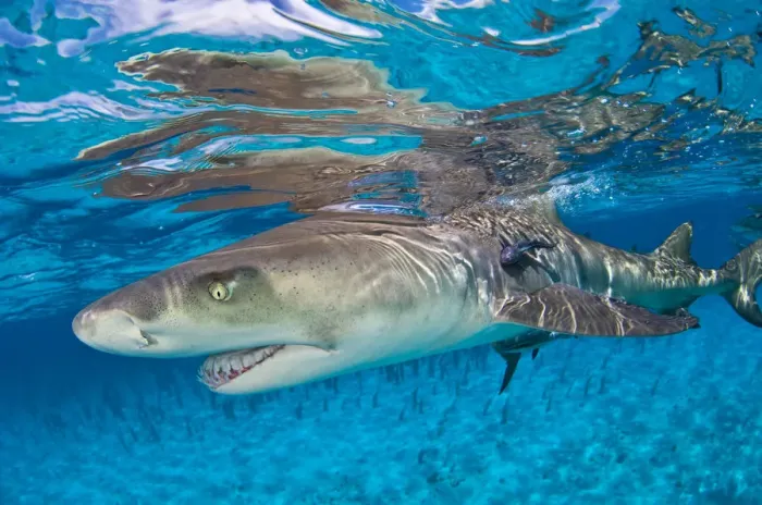 Framed Print : Lemon shark (Negaprion brevirostris) in shallow water with reflection at the surface Framed Print : Lemon shark (Negaprion brevirostris) in shallow water with reflection at the surface