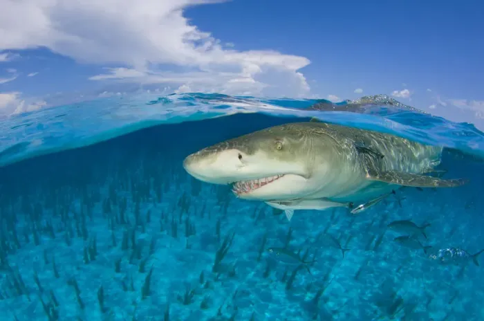 Framed Print : Lemon shark (Negaprion brevirostris) in shallow water at the surface, split level Framed Print : Lemon shark (Negaprion brevirostris) in shallow water at the surface, split level