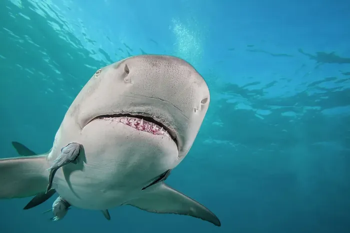Framed Print : Lemon shark (Negaprion brevirostris) swimming with Remoras (Echeneidae), West End, Grand Bahamas, Atlantic Ocean Framed Print : Lemon shark (Negaprion brevirostris) swimming with Remoras (Echeneidae), West End, Grand Bahamas, Atlantic Ocean