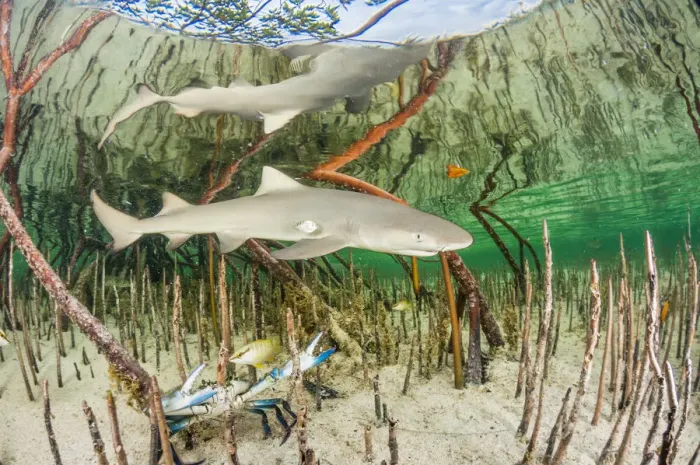 Framed Print : Lemon shark pup (Negaprion brevirostris) in mangrove forest which acts as a nursery Framed Print : Lemon shark pup (Negaprion brevirostris) in mangrove forest which acts as a nursery