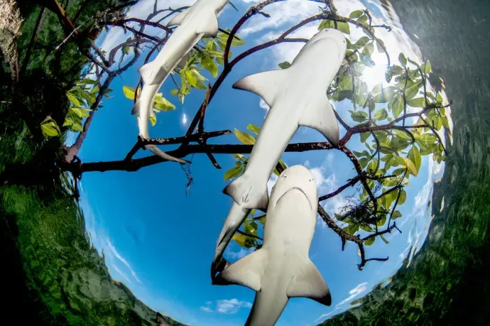 Framed Print : Lemon shark pups (Negaprion brevirostris) in mangrove forest, Eleuthera, Bahamas