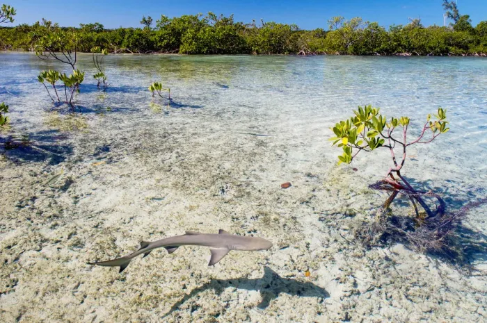 Framed Print : Lemon shark pups (Negaprion brevirostris) spend the first 5-8 years of their life Framed Print : Lemon shark pups (Negaprion brevirostris) spend the first 5-8 years of their life