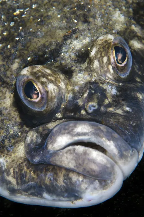 Framed Print : Lemon sole (Microstomus kitt) portrait. Gardur, south west Iceland. North Atlantic Ocean Framed Print : Lemon sole (Microstomus kitt) portrait. Gardur, south west Iceland. North Atlantic Ocean