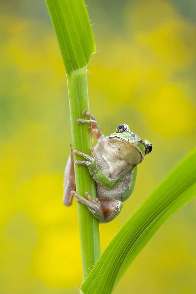 Lemon-yellow tree frog (Hyla savignyi) climbing up grass stem. Cyprus. April