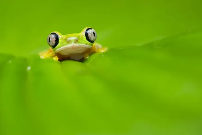 Framed Print : Lemur leaf frog (Agalychnis lemur) Central Caribbean foothills, Costa Rica