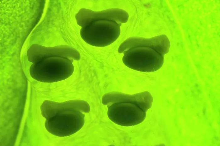 Framed Print : Five Lemur leaf frog (Agalychnis lemur) embryos developing inside their eggs capsules. Captive, occurs in Central America. Critically endangered