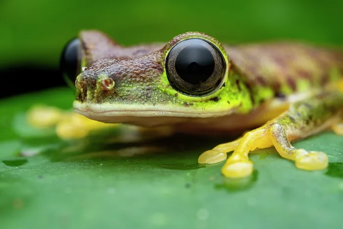 Framed Print : Lemur leaf frog (Agalychnis lemur) portrait, Limon, Costa Rica. Focus stacked image Framed Print : Lemur leaf frog (Agalychnis lemur) portrait, Limon, Costa Rica. Focus stacked image