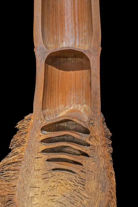Framed Print : Lengthwise cut Bamboo cane (Bambusa sp.) inside showing hollow woody stem cavities, internodes and rhizome roots Framed Print : Lengthwise cut Bamboo cane (Bambusa sp.) inside showing hollow woody stem cavities, internodes and rhizome roots