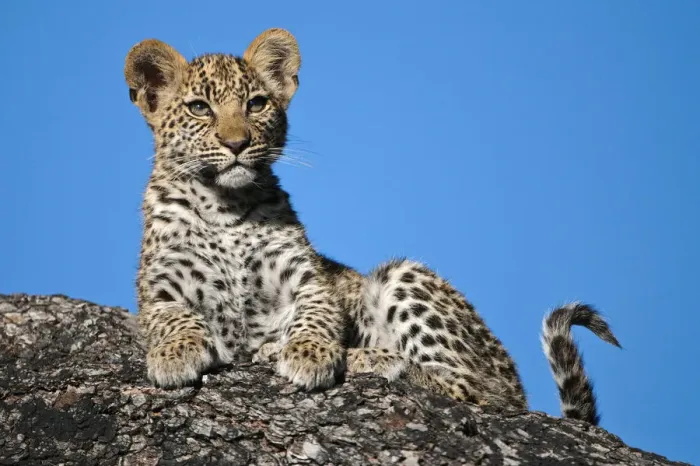 Framed Print : Leopard cub portrait (Panthera pardus) Okavango Delta, Botswana Framed Print : Leopard cub portrait (Panthera pardus) Okavango Delta, Botswana