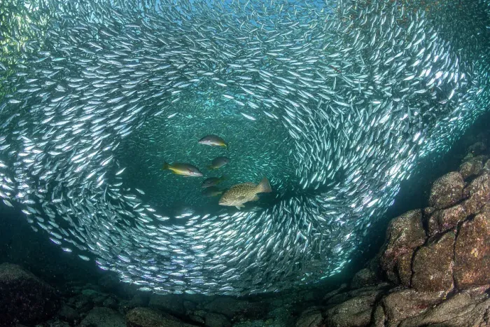 Framed Print : Leopard grouper (Mycteroperca rosacea) and Dentex (Dentex dentex) hunting a huge school of Sardines (Sardina pilchardus) in shallow water, Espiritu Santo archipelago, Sea of Cortez, Mexico Framed Print : Leopard grouper (Mycteroperca rosacea) and Dentex (Dentex dentex) hunting a huge school of Sardines (Sardina pilchardus) in shallow water, Espiritu Santo archipelago, Sea of Cortez, Mexico