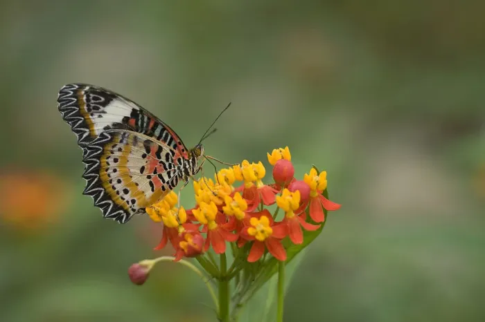 Framed Print : Leopard lacewing (Cethosia cyane) nectaring on Tropical milkweed / Bloodflower (Asclepias Framed Print : Leopard lacewing (Cethosia cyane) nectaring on Tropical milkweed / Bloodflower (Asclepias