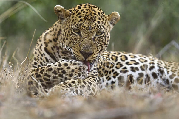 Leopard (Panthera pardus) adult with scar accorss face licking paw, Londolozi Private Game Reserve