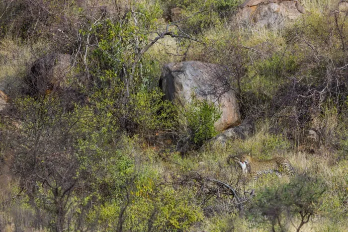 Framed Print : Leopard (Panthera pardus) carrying bush hare prey through savanna, Samburu National Reserve