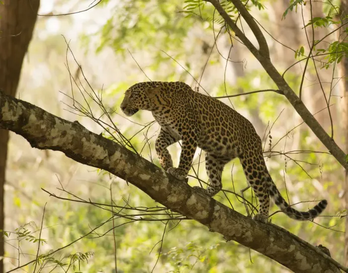 Framed Print : Leopard (Panthera pardus) climbing in tree. Kabini, Nagarhole National Park, Karnataka, India Framed Print : Leopard (Panthera pardus) climbing in tree. Kabini, Nagarhole National Park, Karnataka, India