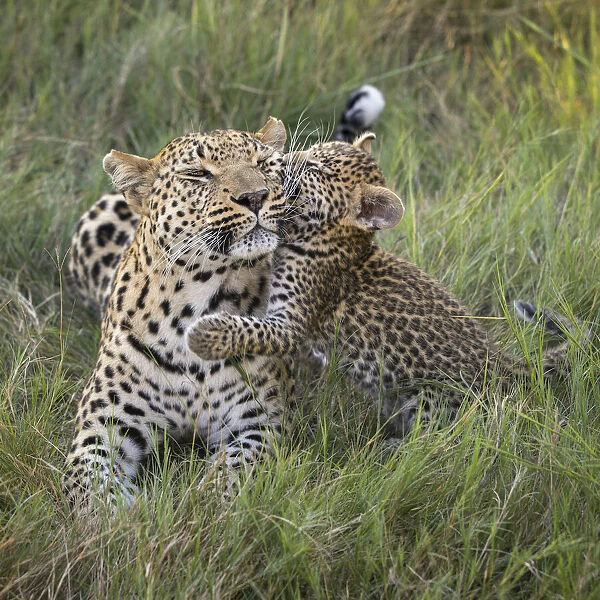 Leopard (Panthera pardus) cub age five weeks, jumping on mother, Jao Reserve, Okavango