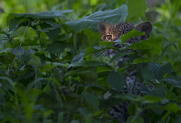 Leopard (Panthera pardus) cub peering out from thick vegetation in the heart of Chiefs Island