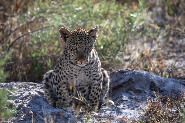 Framed Print : Leopard (Panthera pardus) cub, resting, Okavango Delta, Botswana Framed Print : Leopard (Panthera pardus) cub, resting, Okavango Delta, Botswana