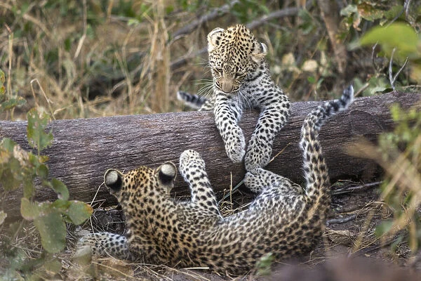 Leopard (Panthera pardus) cubs age four months playing, Jao Reserve, Okavango, Botswana