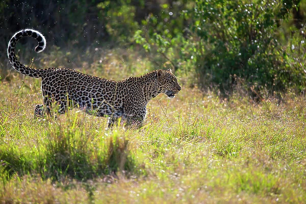 Leopard (Panthera pardus) female, walking across grassland in morning sunlight, Kenya