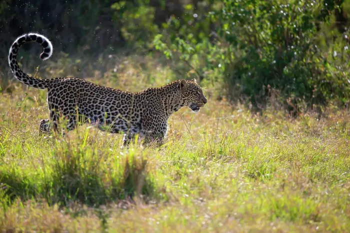 Leopard Female in Morning Sunlight Print, Kenya. Art Prints