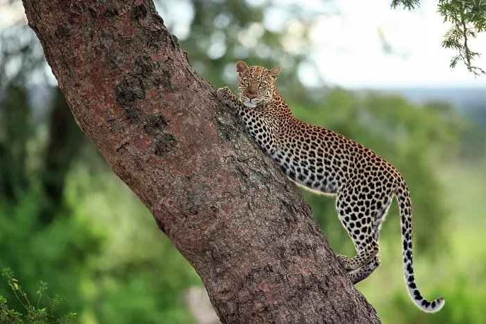 Framed Print : Leopard (Panthera pardus) female, stretching on tree trunk, Ishasha sector, Queen Elizabeth National Park, Uganda Framed Print : Leopard (Panthera pardus) female, stretching on tree trunk, Ishasha sector, Queen Elizabeth National Park, Uganda