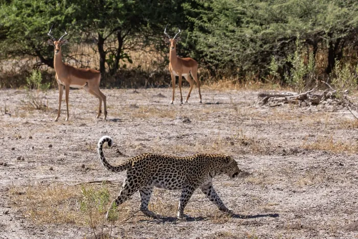 Framed Print : Leopard (Panthera pardus) female, walking over dry ground with two Impalas (Aepyceros melampus) watching behind, Okavango Delta, Botswana Framed Print : Leopard (Panthera pardus) female, walking over dry ground with two Impalas (Aepyceros melampus) watching behind, Okavango Delta, Botswana
