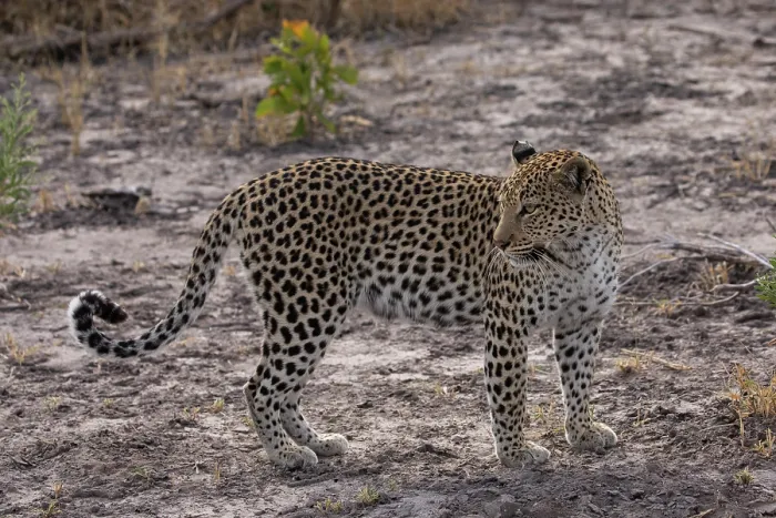 Framed Print : Leopard (Panthera pardus) female, portrait, Okavango Delta, Botswana Framed Print : Leopard (Panthera pardus) female, portrait, Okavango Delta, Botswana