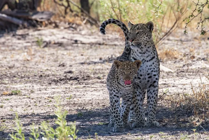 Framed Print : Leopard (Panthera pardus) female with cub standing side by side in the shade, Okavango Delta, Botswana Framed Print : Leopard (Panthera pardus) female with cub standing side by side in the shade, Okavango Delta, Botswana