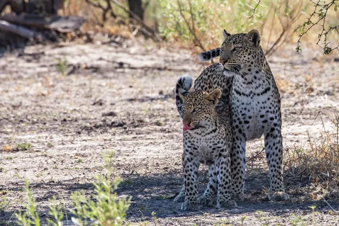 Framed Print : Leopard (Panthera pardus) female with cub standing side by side in the shade, Okavango Delta, Botswana Framed Print : Leopard (Panthera pardus) female with cub standing side by side in the shade, Okavango Delta, Botswana