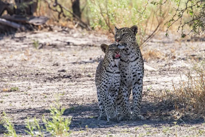 Framed Print : Leopard (Panthera pardus) female with cub standing side by side in the shade, nuzzling, Okavango Delta, Botswana Framed Print : Leopard (Panthera pardus) female with cub standing side by side in the shade, nuzzling, Okavango Delta, Botswana