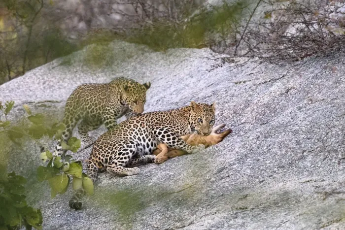 Framed Print : Leopard (Panthera pardus) female with one of its cubs, killing a feral / domestic Framed Print : Leopard (Panthera pardus) female with one of its cubs, killing a feral / domestic