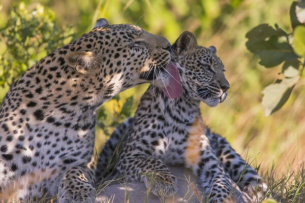 Leopard (Panthera pardus) female grooming cub age 6 months Little Kwara, Botswana June