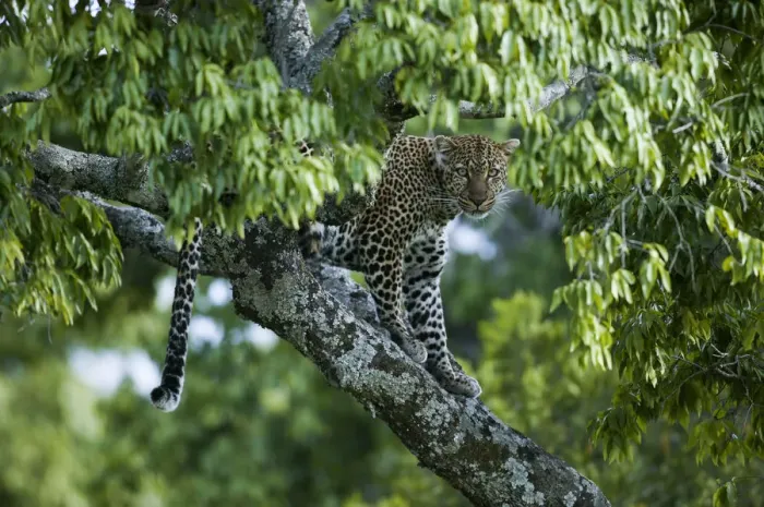 Framed Print : Leopard (Panthera pardus) female in tree, near the Talek river, Masai-Mara Game Reserve Framed Print : Leopard (Panthera pardus) female in tree, near the Talek river, Masai-Mara Game Reserve
