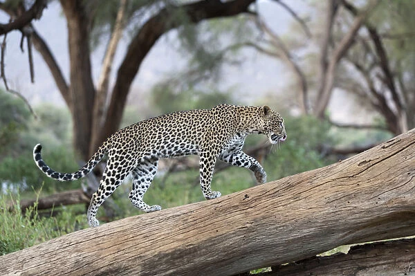Leopard (Panthera pardus) female walking on fallen tree trunk, Samburu game reserve