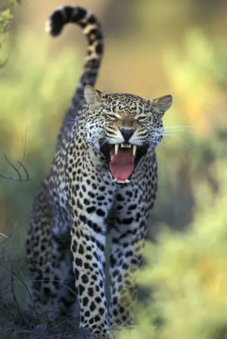 Framed Print : Leopard (Panthera pardus) female yawning, Samburu game reserve, Kenya Framed Print : Leopard (Panthera pardus) female yawning, Samburu game reserve, Kenya