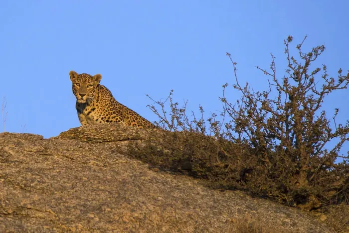 Framed Print : Leopard (Panthera pardus fusca), watching from rock, Rajasthan, India Framed Print : Leopard (Panthera pardus fusca), watching from rock, Rajasthan, India