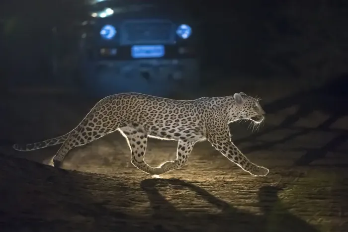 Framed Print : Leopard (Panthera pardus fusca), crossing road in front of vehicle at night, Rajasthan Framed Print : Leopard (Panthera pardus fusca), crossing road in front of vehicle at night, Rajasthan