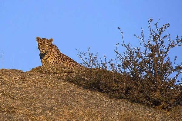 Leopard (Panthera pardus fusca), watching from rock, Rajasthan, India