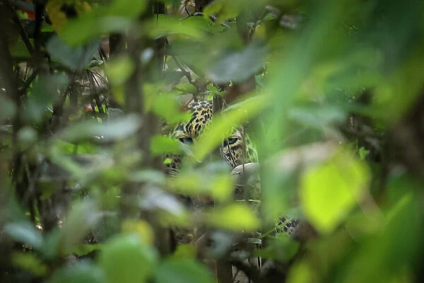 Leopard (Panthera pardus) hiding in dense foliage, Bardia National Park, Terai, Nepal