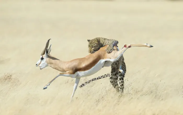 Framed Print : Leopard (Panthera pardus) hunting Springbok (Antidorcas marsupialis) Etosha, Namibia Framed Print : Leopard (Panthera pardus) hunting Springbok (Antidorcas marsupialis) Etosha, Namibia