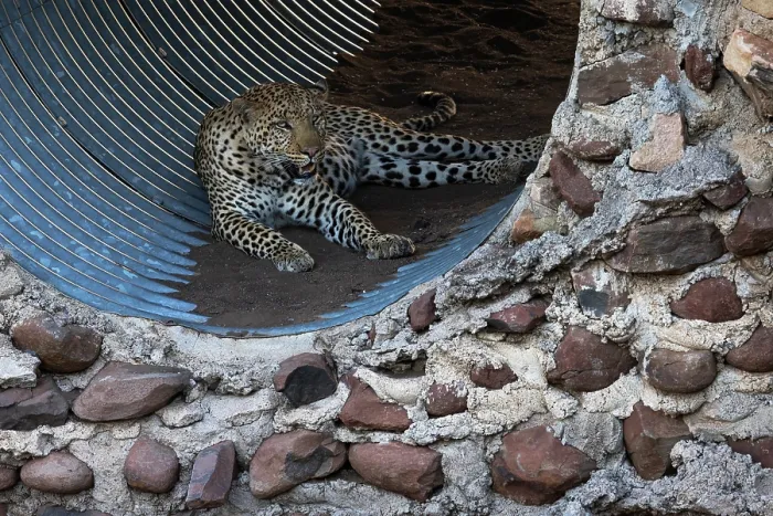 Framed Print : Leopard (Panthera pardus) male, resting in culvert, Mashatu game reserve, Botswana