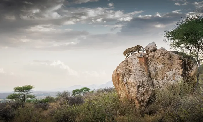Framed Print : Leopard (Panthera pardus) male, climbing over a large rock, with clouds in background, Samburu, Kenya Framed Print : Leopard (Panthera pardus) male, climbing over a large rock, with clouds in background, Samburu, Kenya