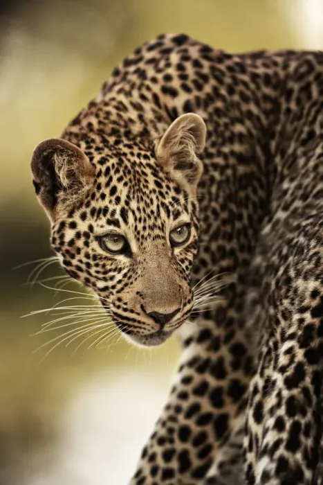 Framed Print : Leopard (Panthera pardus), Masai Mara National Park, Kenya. July