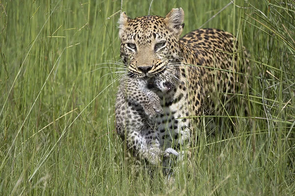 Leopard (Panthera pardus) mother carrying cub, age 10 days, Jao Reserve, Okavango