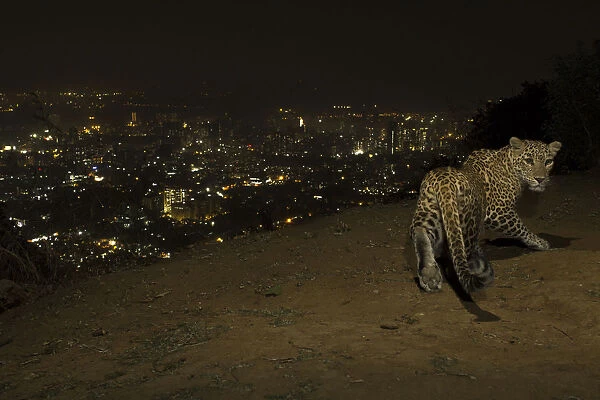 Leopard (Panthera pardus) at night with city lights behind, Mumbai, India. November 2018