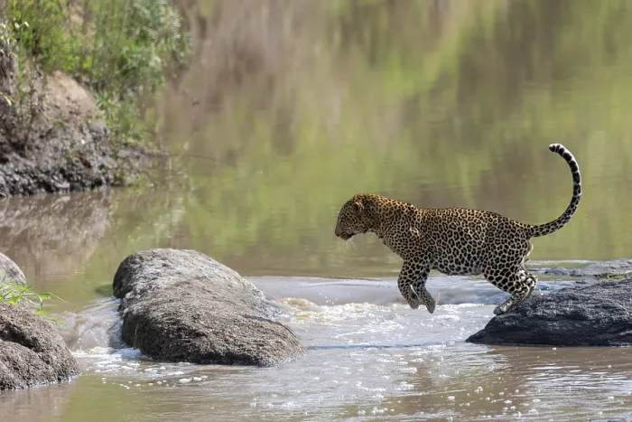 Framed Print : Leopard (Panthera pardus pardus) jumping over a river, Masai Mara National Reserve, Kenya Framed Print : Leopard (Panthera pardus pardus) jumping over a river, Masai Mara National Reserve, Kenya