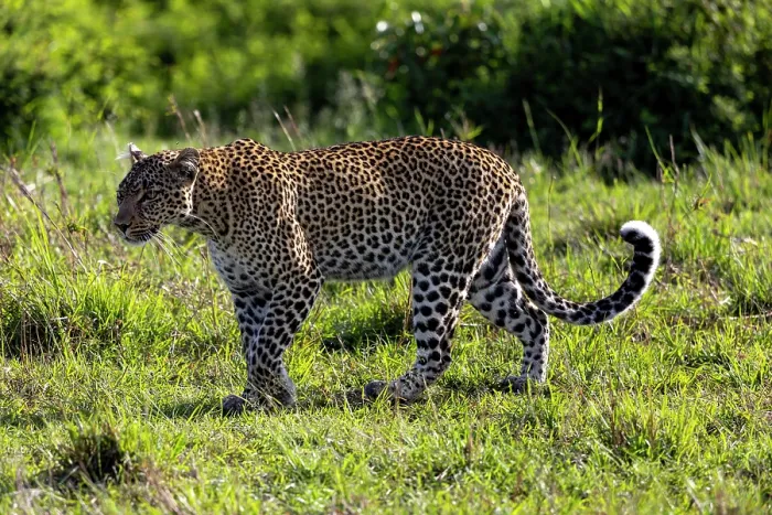 Framed Print : Leopard (Panthera pardus pardus) walking in the savanna, Masai Mara National Reserve, Kenya Framed Print : Leopard (Panthera pardus pardus) walking in the savanna, Masai Mara National Reserve, Kenya